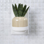 Better Homes & Gardens Aroma Accents Fragrance Plug, Snake Plant - JNR Products