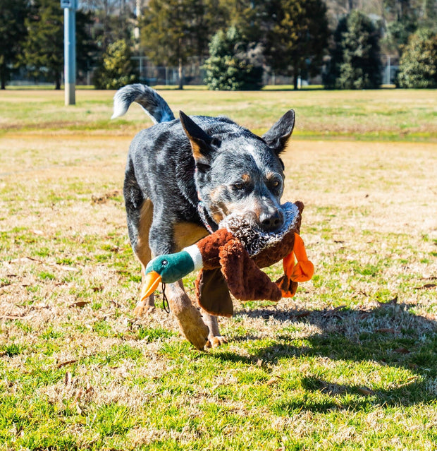 Vibrant Life Plush Duck Dog Toy with Honker - JNR Products