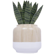 Better Homes & Gardens Aroma Accents Fragrance Plug, Snake Plant - JNR Products