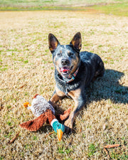 Vibrant Life Plush Duck Dog Toy with Honker - JNR Products